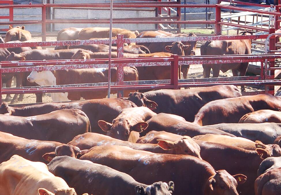 Light weight yearling steers returning to the paddock reach 734c, average 715c at Warwick