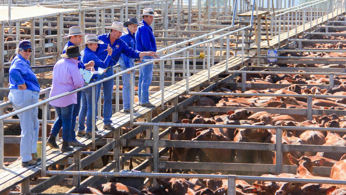 DEMAND: Roma Saleyards manager Paul Klar said agents had drawn for 7400 cattle at this week’s sale. Picture: Lucy Kinbacher