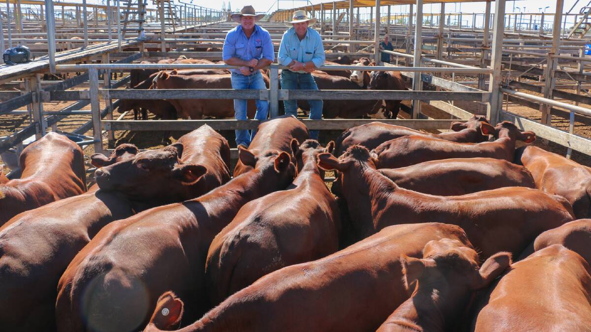 Watkins and Co agent Brad Neven with vendor Bruce Smith and a line of his steers that sold to 444c/kg, reaching a top of $1886 to average $1816. 