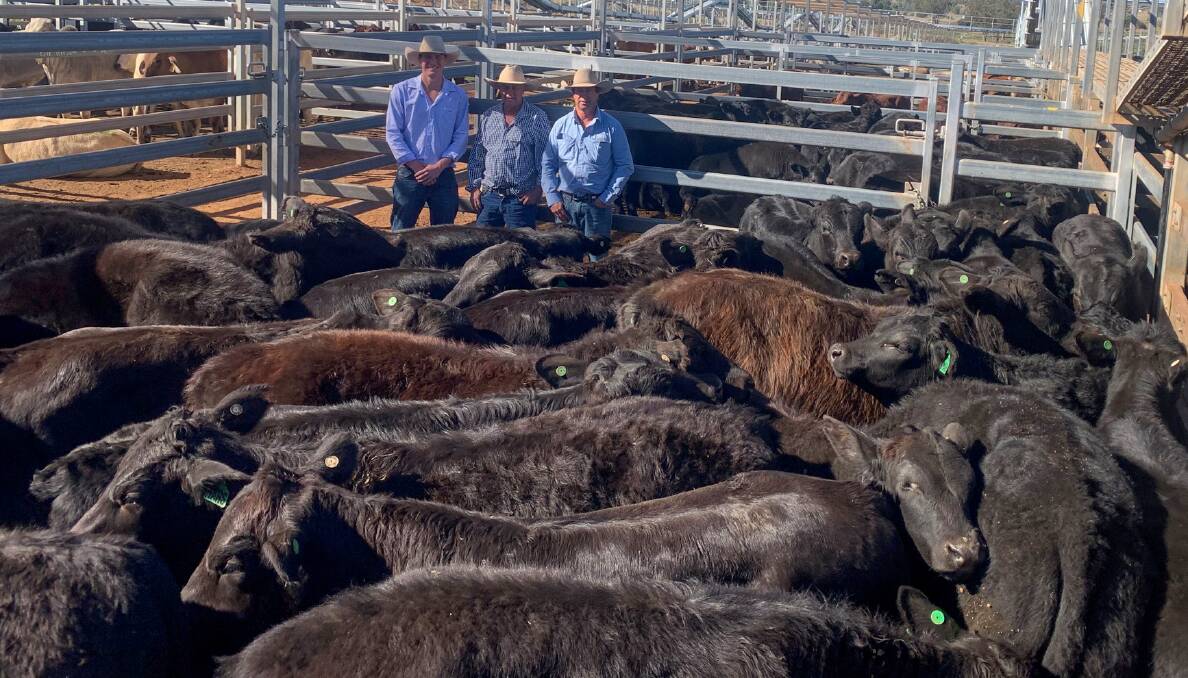 Vendors Kick and James Mars and GDL agent James Bensley with a pen of Kick, Fiona Mars and family steers that sold to 678c/kg, reaching a top of $1904 to average $1517. 