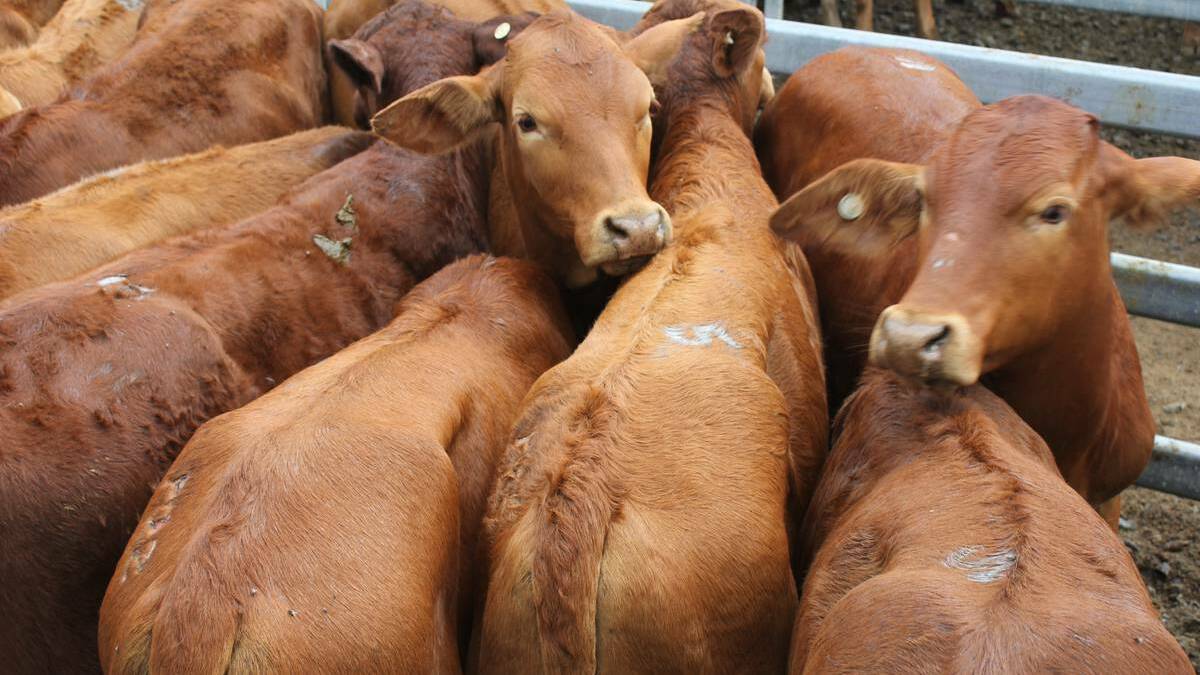 Droughtmaster cows and calves sell for $2875 at Laidley