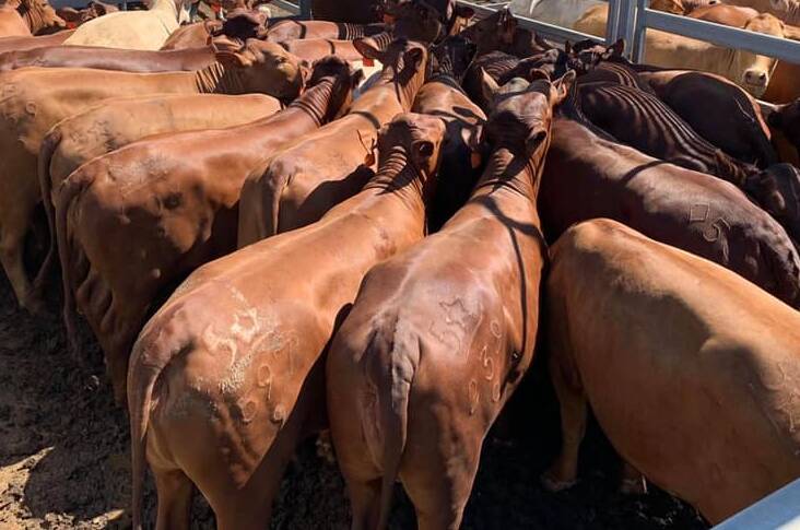 Droughtmaster steers make 598c/$1268 at Gympie