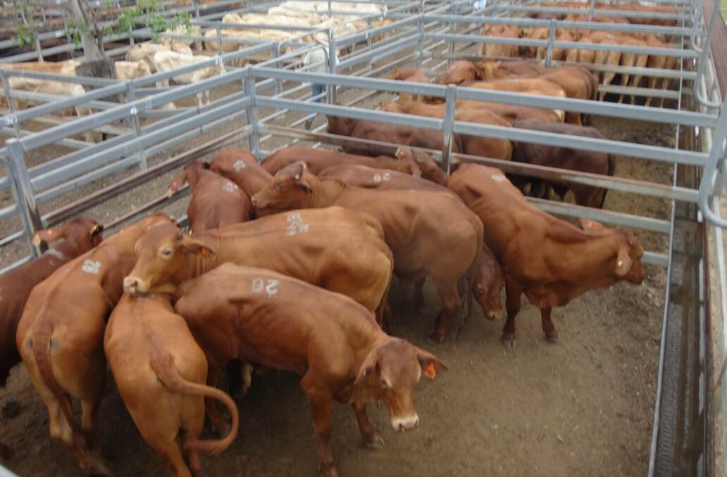 36 Droughtmaster steers 14 mths a/c Graham Bischoff, Coominya, sold to a top of $1200 to average $1133.30 at Toogoolawah. 