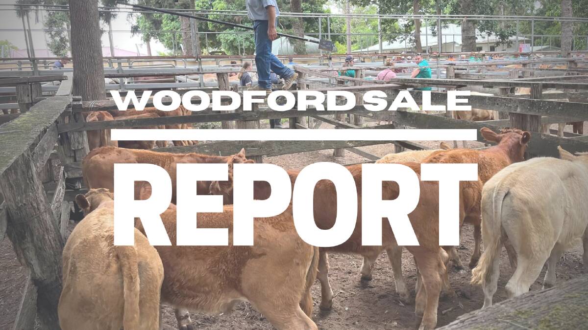Young steers in demand at Woodford