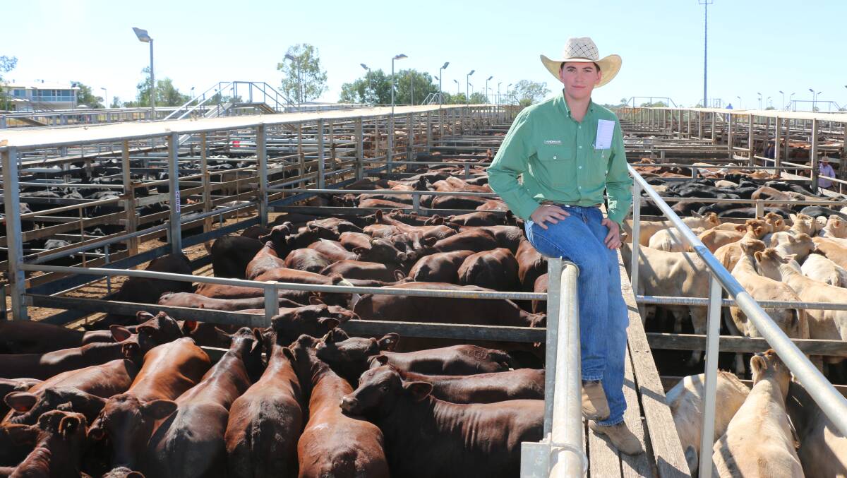 Landmark agent Jake Robinson with a line of Santa steers from Nugent Pastoral, Tambo Station, Tambo. The steers sold for 290c/kg at 480kg, returning $1394/head.
