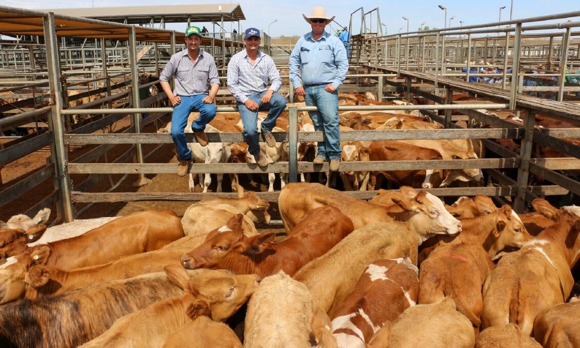 GDL Roma agent Nick Shorten and vendors Brenton and Pat Smith with a line of AJ & SJ Smith that sold to 604c, reaching a top of $1525 to average $1414. The heifers sold to 508c, reaching a top of $1386 to average $1226. 