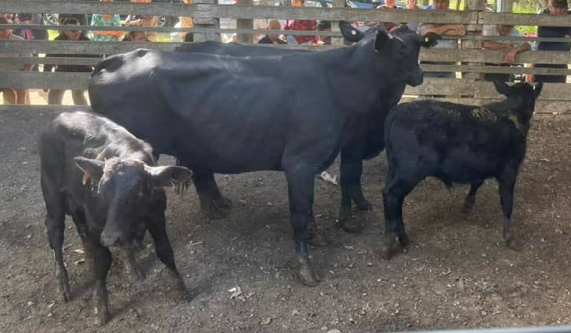 Brangus cows and calves sold for $3180 at Eumundi.