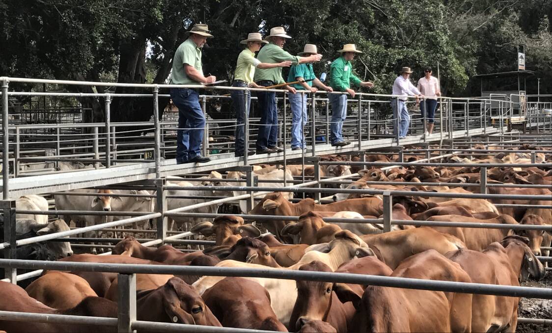 Local trade steers reach 267.2c at Mareeba