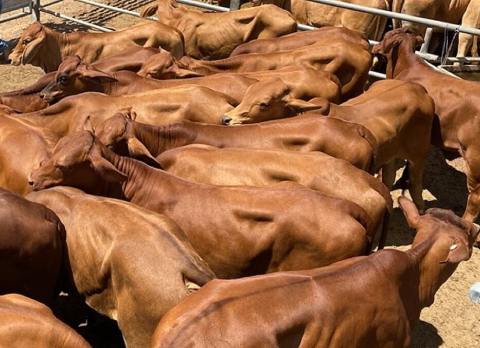 Heavy feeder steers top $2239 at Gympie
