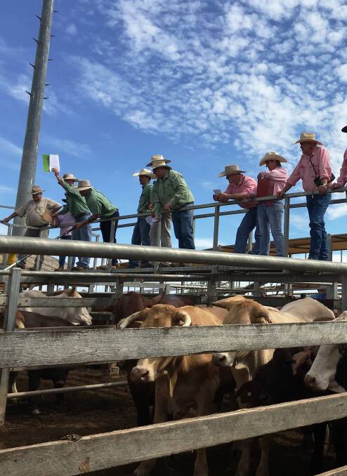 Livestock agents in action at Roma’s Store Sale on Tuesday.