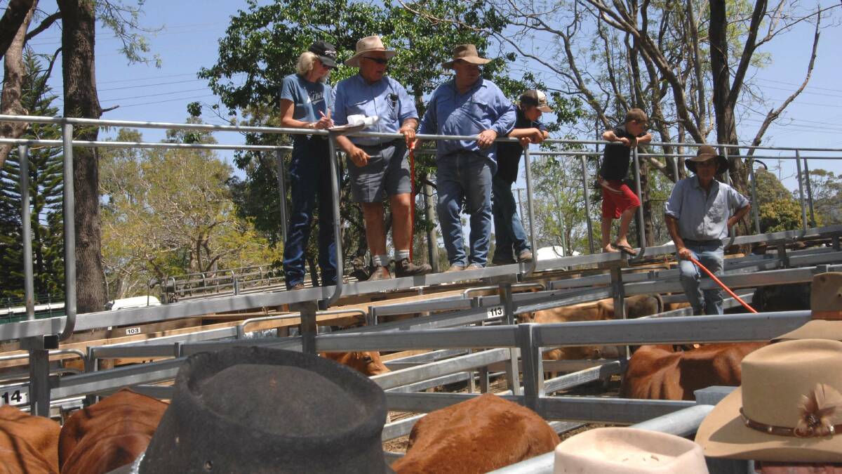 Charolais cows and calves sell for $1300 at Woodford