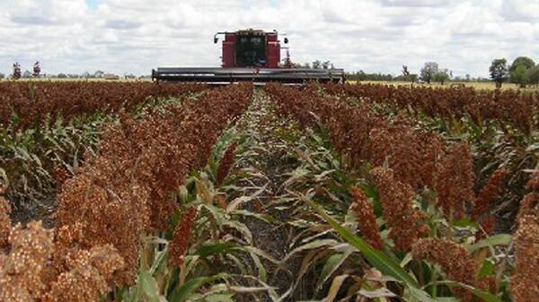 Sorghum strong as crop expectations fall​