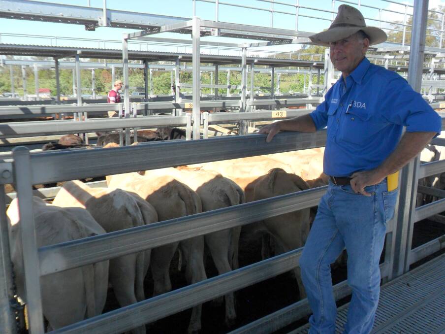 John Wyatt, Kalbar, won first and second prize in the breeder class with his Charbray heifers.