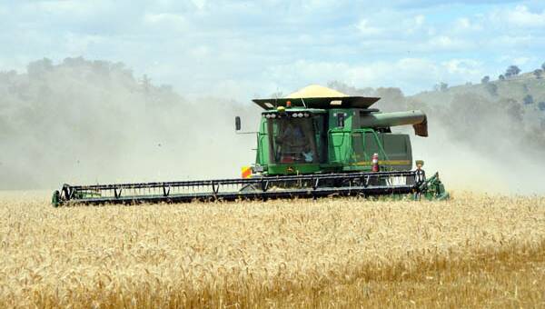 Wheat futures tumble ahead of USDA reports