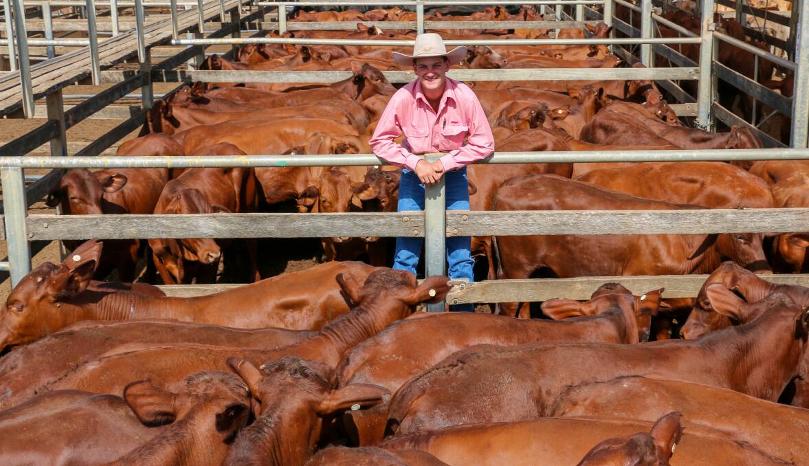 Elders Roma agent Billy Hall with a line of Bass Cattle Co steers that sold to 322c/kg, reaching a top of $1627 to average $1220. The heifers sold to 304c/kg, reaching a top of $1547 to average $1081.