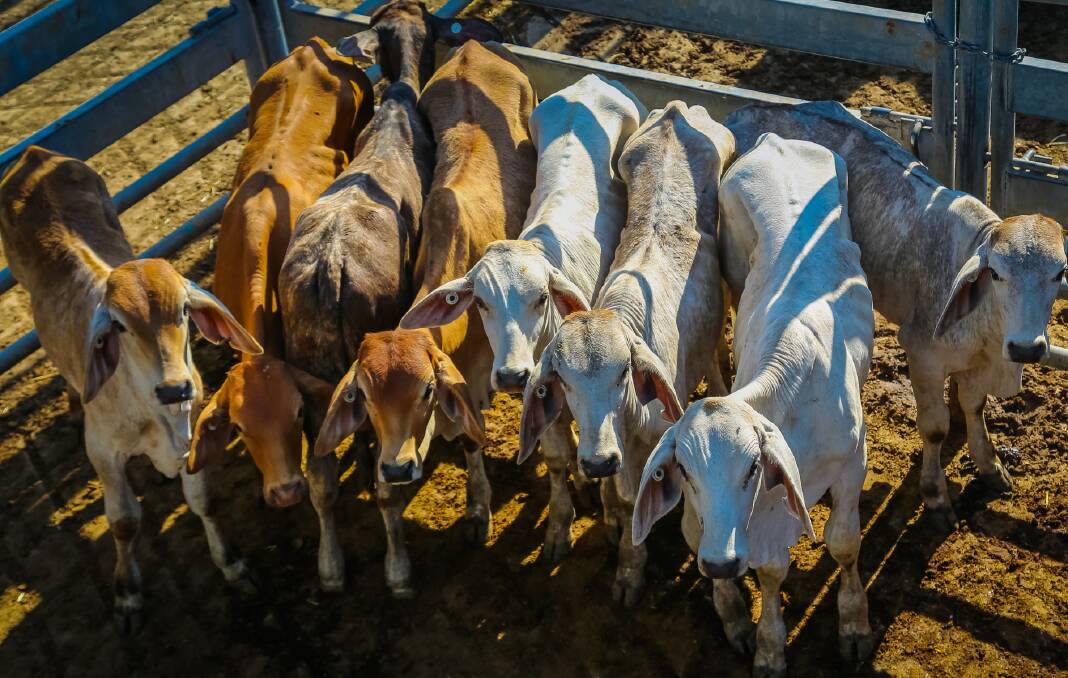 Milk tooth steers make $900-$1025 at Woodford