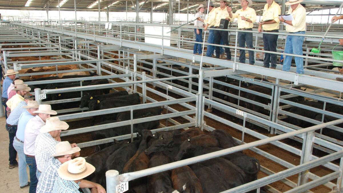Prices hold at Dalby for light weight yearling steers and heifers