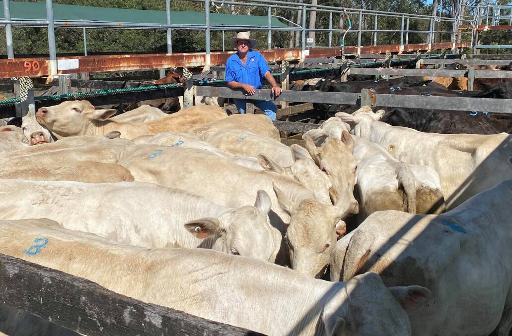Dan Sullivan with Charbray cows from Ted and Elizabeth Euston, Glastonbury, which made 291c/kg, $1716.26.