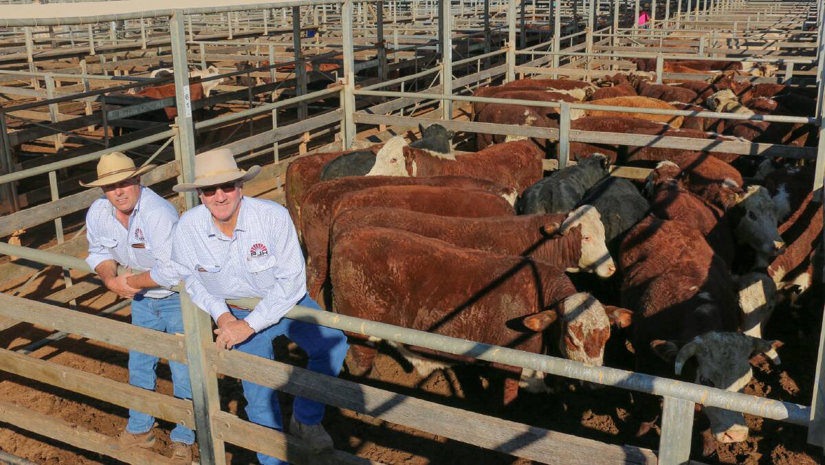 PJH agents Steven Goodhew and David Friend with a pen of Wason Past Co steers that sold to 347c/kg, reaching a top of $1990 to average $1919.
