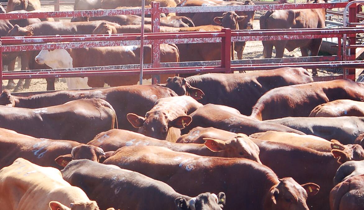 Light weight yearling heifers to restockers sell to 560c at Warwick