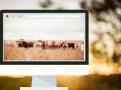 Cattle listings plummet online