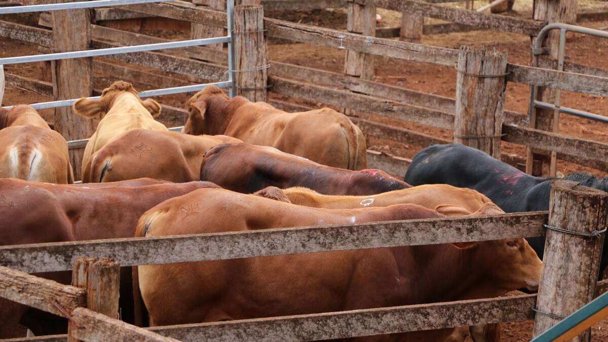 Charolais cross weaner steers make 446c/$1020 at Murgon