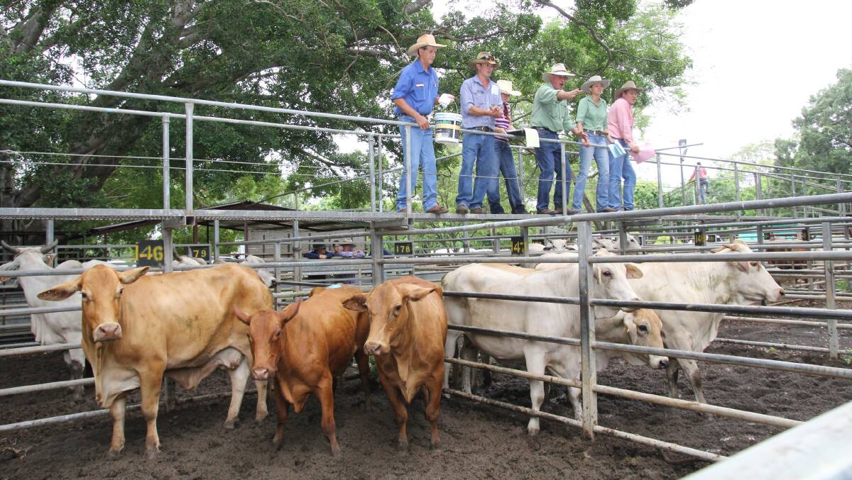 Steers sell to top of 248.2c, av 218.1c at Mareeba