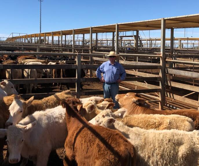 GDL Roma agent Nick Shorten with a pen of Wellesley Pastoral Co steers that sold to 536c/kg, reaching a top of $890 to average $890. 