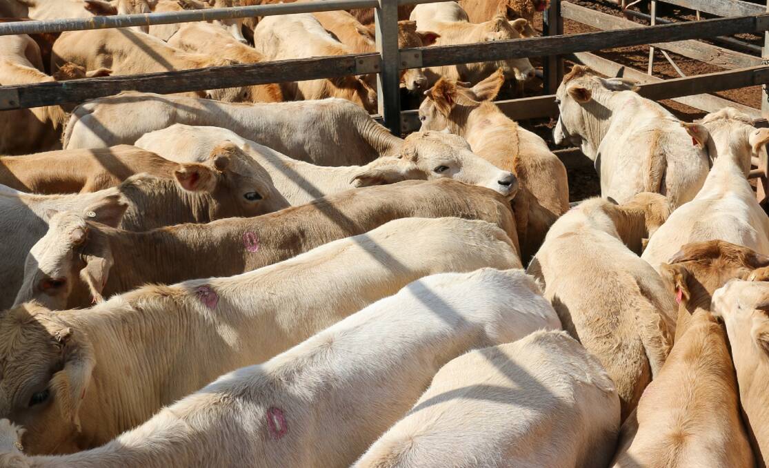Charolais heifers, 20 months, sell for $1305 at Woodford