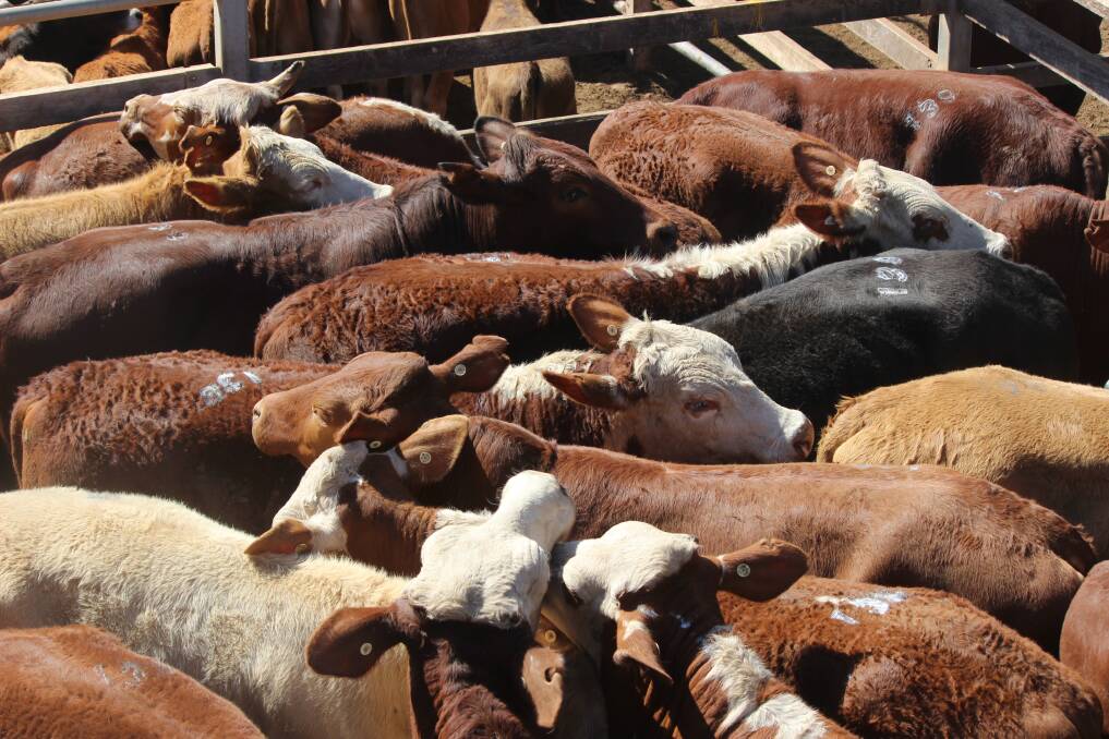 Charolais heifers make $1340 at Laidley
