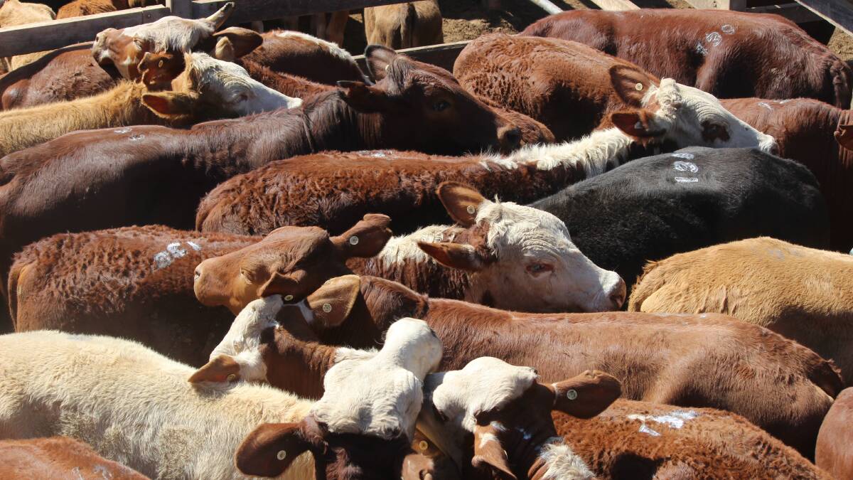 Droughtmaster cross steers make 308c at Gympie