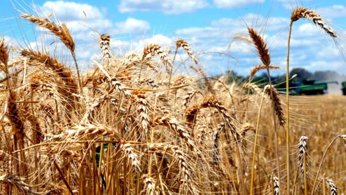 Dry dominates outlook for Qld grain farmers