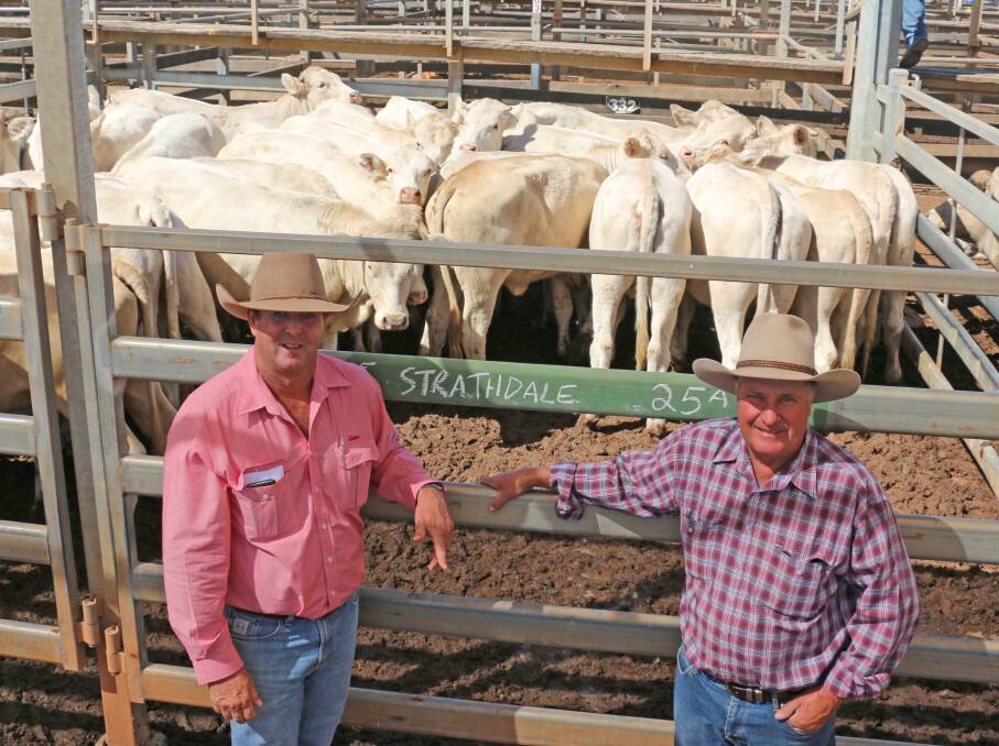 Elders agent Keith Crouch and Rob Cornish, Strathdale, Mitchell, with the Charolais heifers that sold to 288c/kg, reaching a top of $1108 to average $1039.