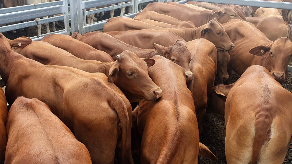 Charbray weaner heifers sell for $1350 at Laidley