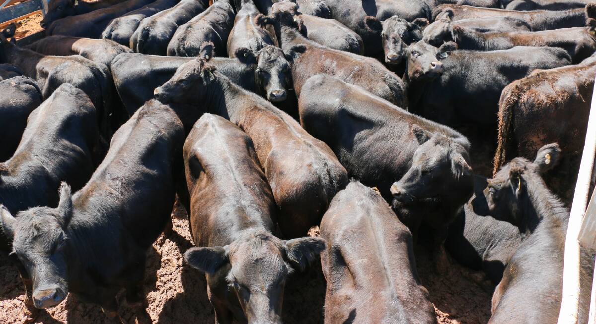 Charbray steer calves make $875 at Woodford