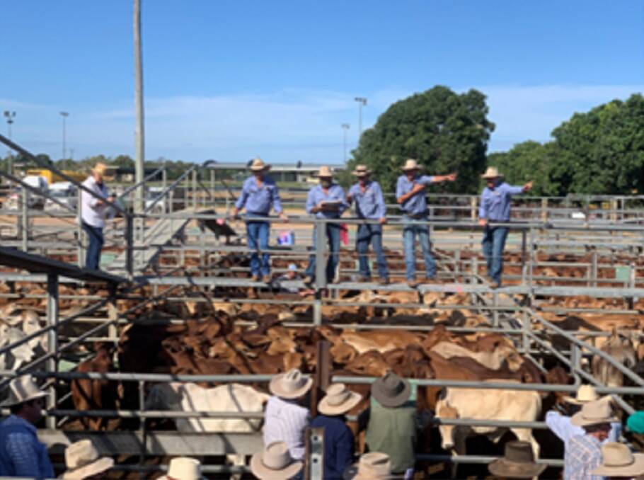 STRONG MARKET: The Queensland rural selling team in action at Charters Towers special store sale held last Friday with a yarding of 3800 head.