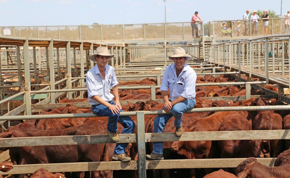 PJH selling agents Cameron Finemore and Steve Goodhew with Killarney Park Grazing, Killarney, Tambo Santa cross steers. The steers sold to 294c/kg, reaching a top of $1204 to average $962.