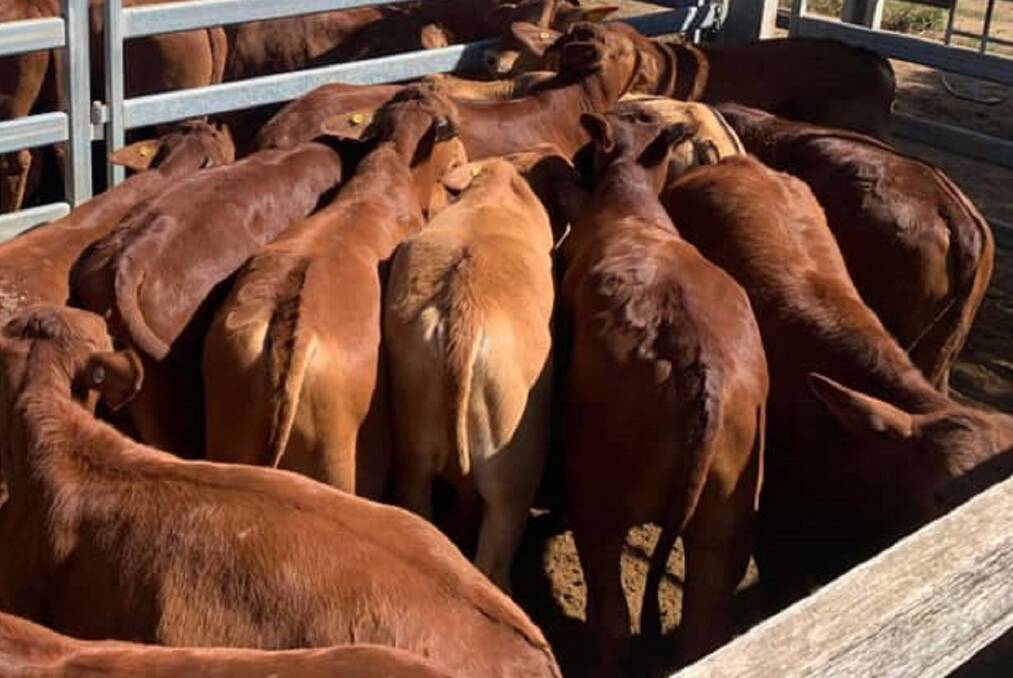 Murray Grey calves reach $1100 at Laidley