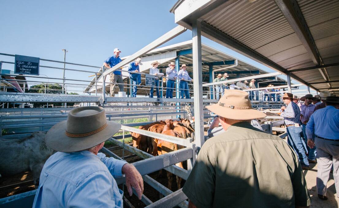 There were 2361 cattle offered at Friday's Gracemere sale.
