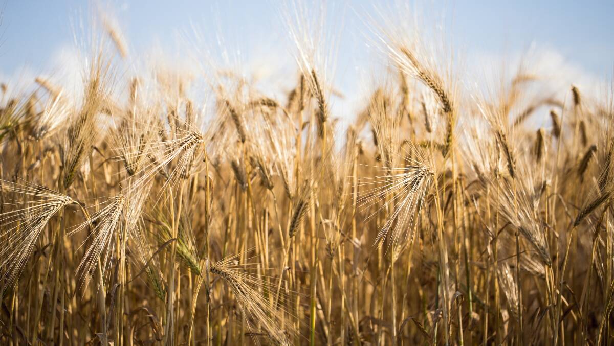 Prolonged dry weather ignites new crop prices ​