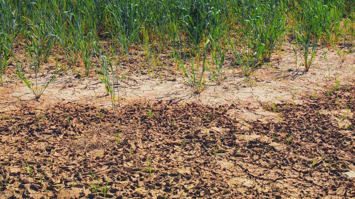 One in 20-year drought crippling farm incomes​