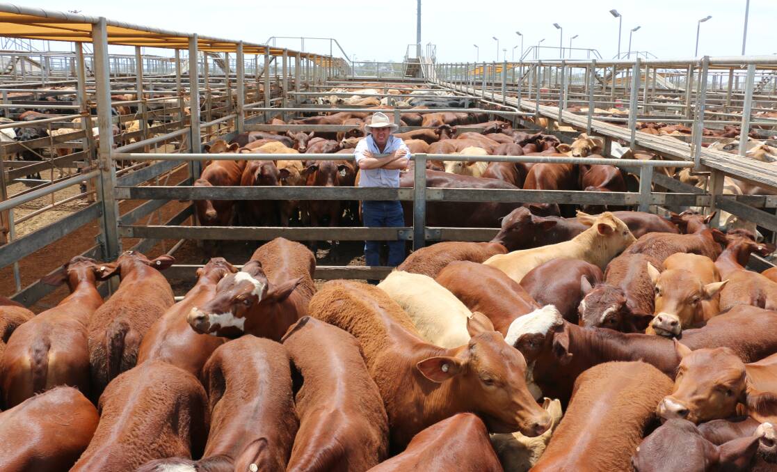 PJH Livestock agent Steve Goodhew with two pens of Seawright Investments Santa steers. The steers sold to 318c/kg, reaching a top of $1129 to average $1031.