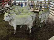 Brahman cows sold for $1300 at Laidley. Picture by Stariha Auctions