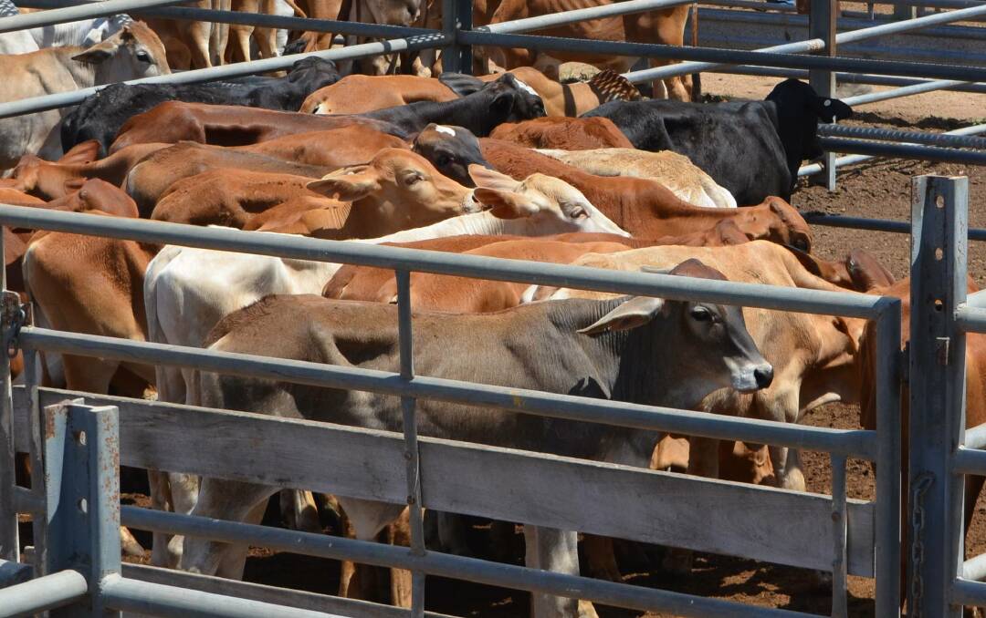 Droughtmaster bulls reach $1800 at Laidley