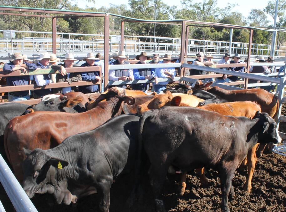 Kev and Aileen Wyatte’s Brahman cross steers 416kg sold for 258c or $1074 at Monto’s Fat and Store sale.

