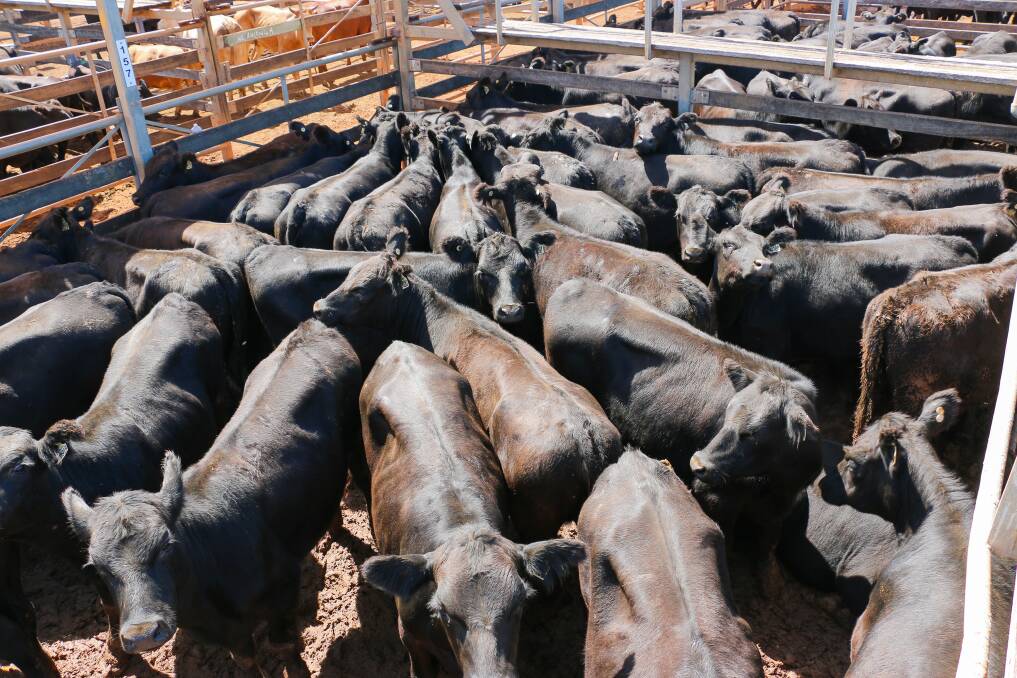 A pen of JS Grazing heifers from Injune thats sold to 388c/kg, reaching a top of $1235 to average $1181. 