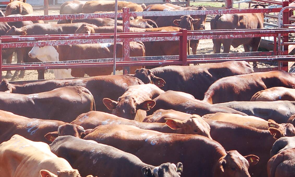 Cows and calves sell to $3020/unit at Warwick
