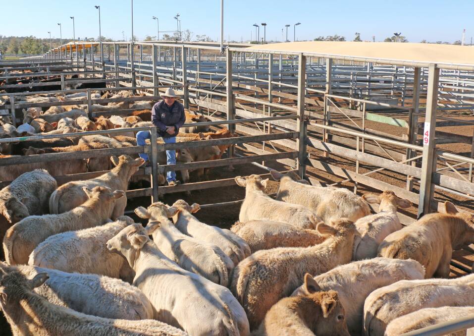 TopX agent Cyril Close with the Derbyshire Downs steers. The steers sold to 330c/kg, reaching a top of $1116 to average $987.