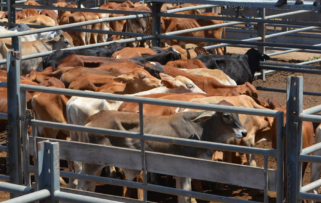 Charolais steer calves sell for $905 at Laidley