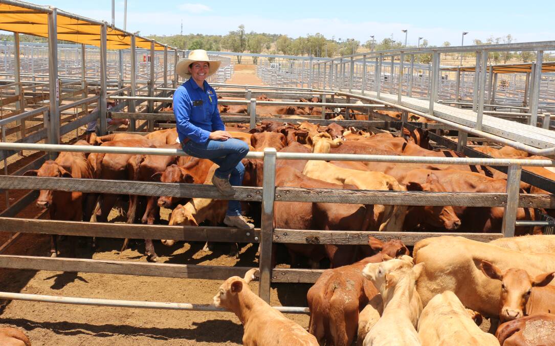 TopX agent Sarah Packer with Rosehearty Grazing, Merago, Longreach Santa cows and calves. The cows and calves topped the market selling to $1380/unit.